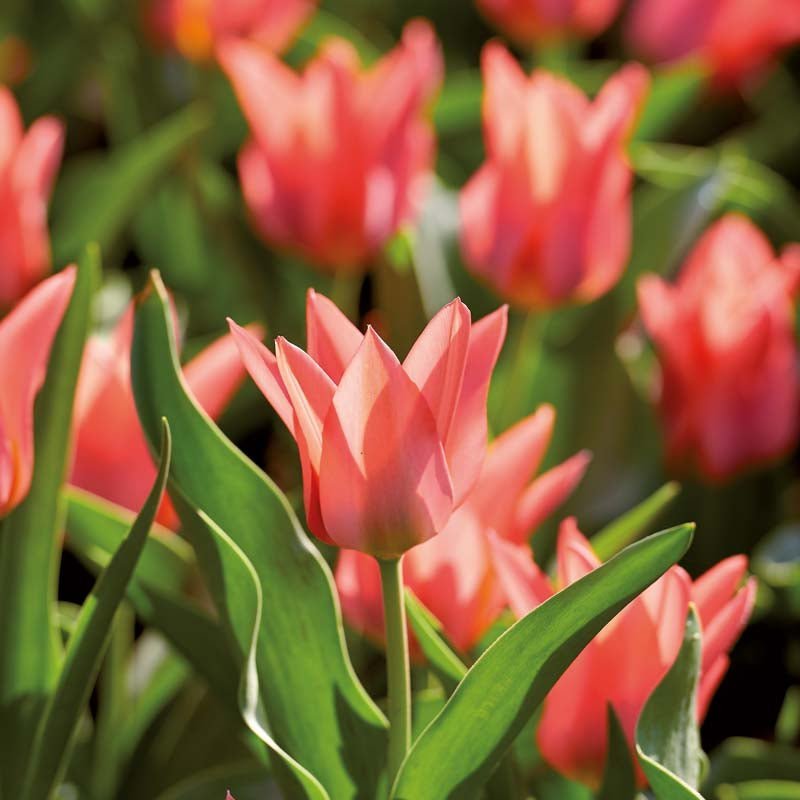 Tulpe 'Toronto'