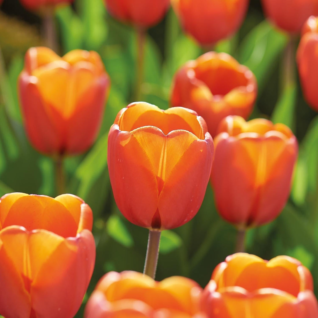 Tulpe 'Triple A'