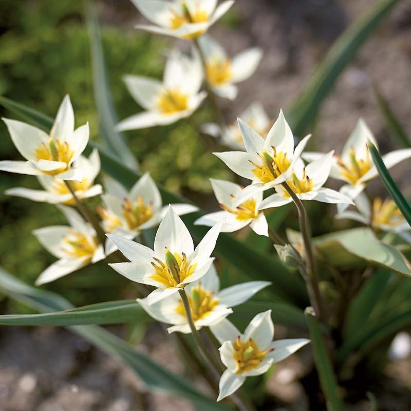 Tulpe 'Turkestanica'
