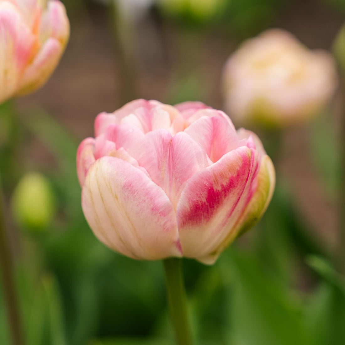 Tulpe 'Upstar'