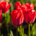Tulpe 'Van Eijk'