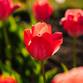 Tulpe 'Van Eijk'