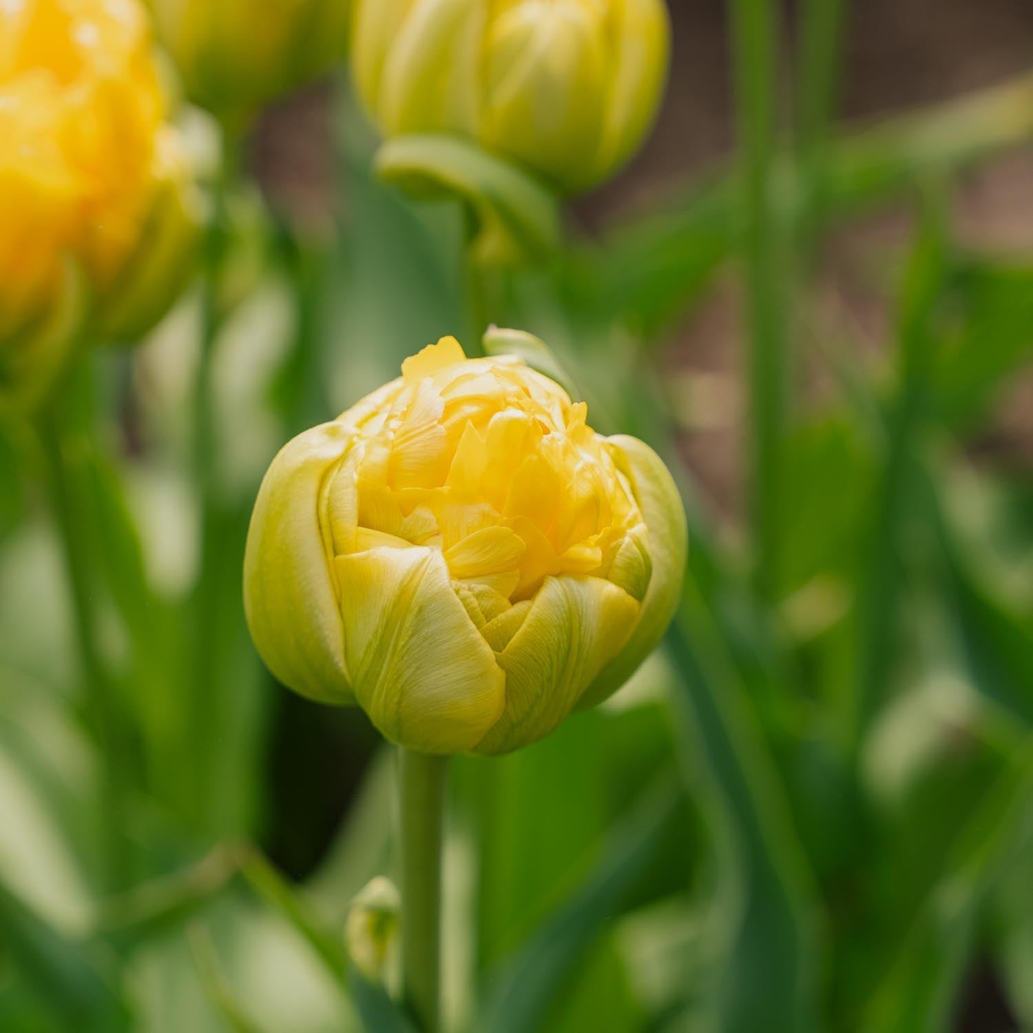 Tulpe 'Vanille Coup'