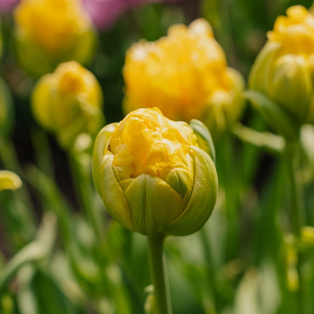 Tulpe 'Vanille Coup'