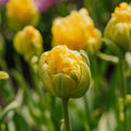 Tulpe 'Vanille Coup'