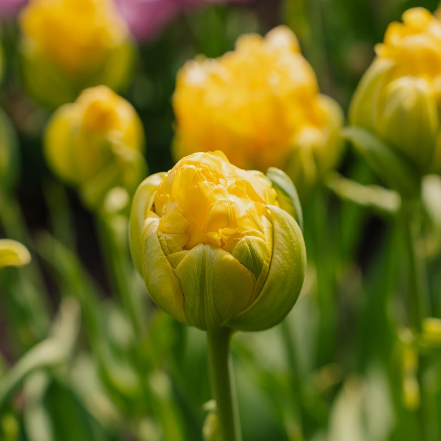 Tulpe 'Vanille Coup'