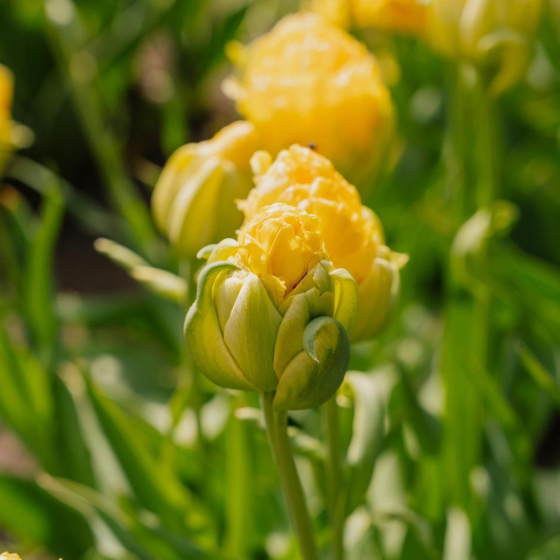 Tulpe 'Vanille Coup'