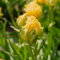 Tulpe 'Vanille Coup'