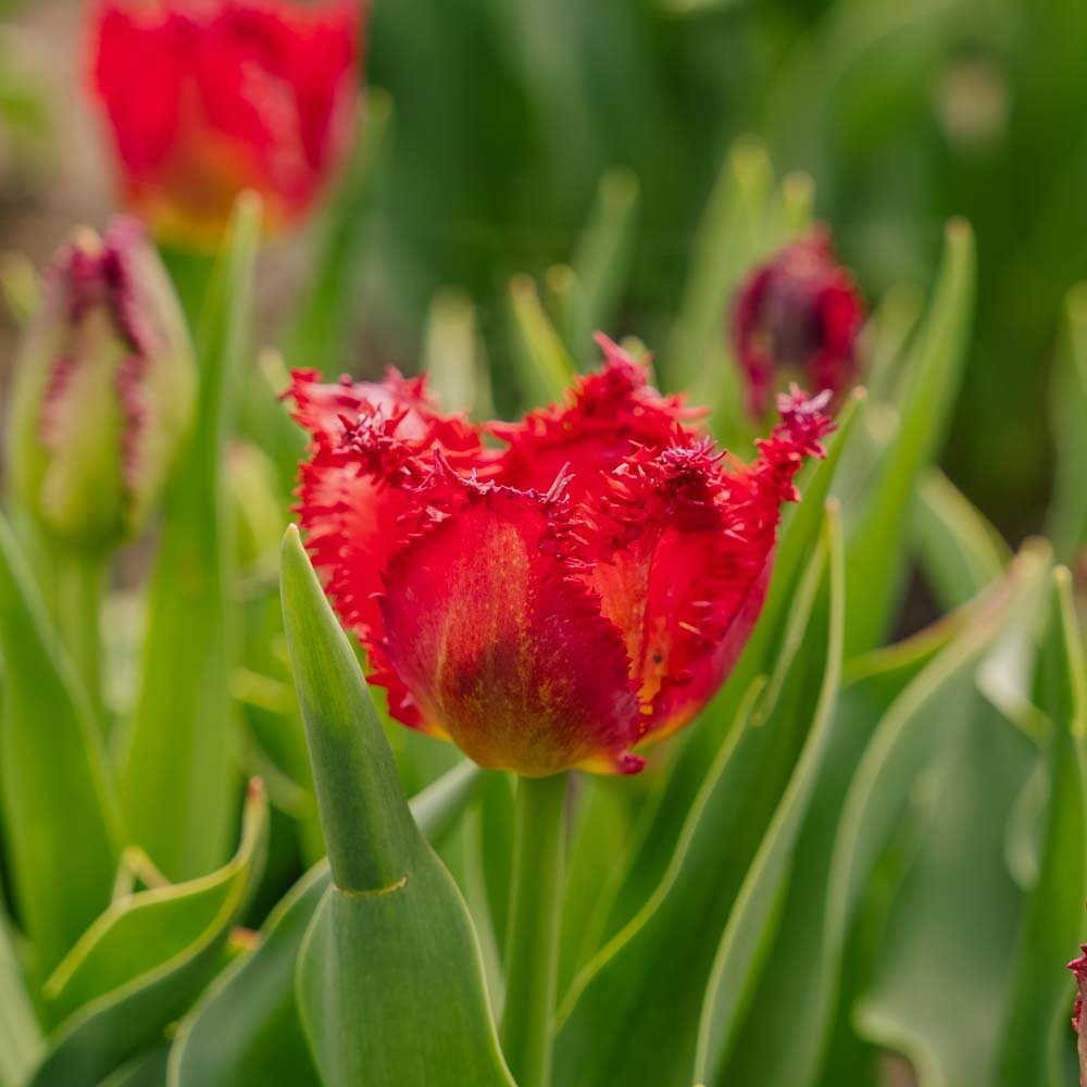 Tulpe 'Versaci'