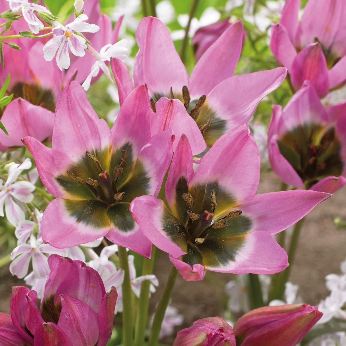 Tulpe 'Violetta'