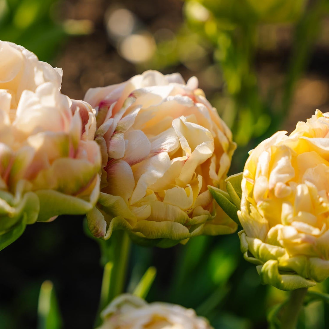 Tulpe 'Wedding Dream'