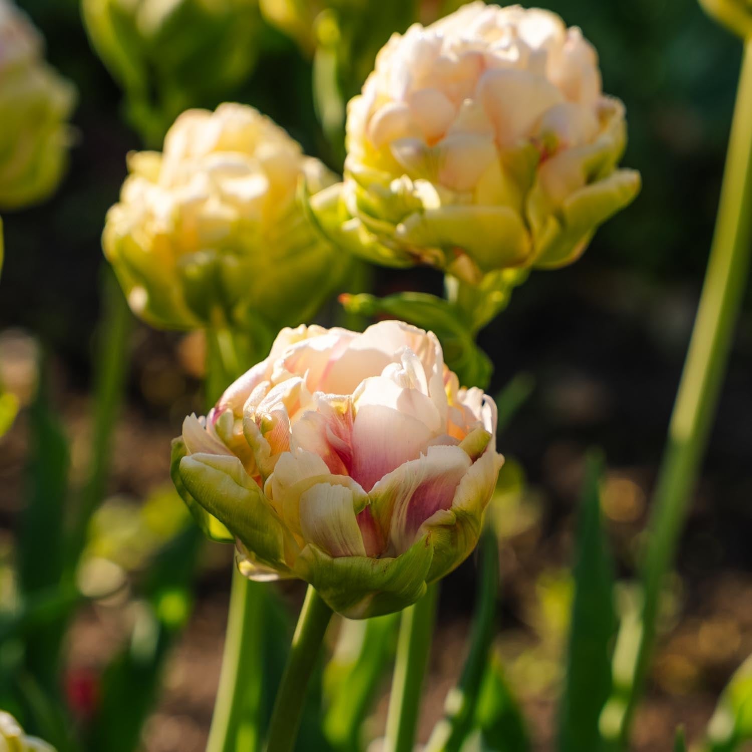 Tulpe 'Wedding Dream'