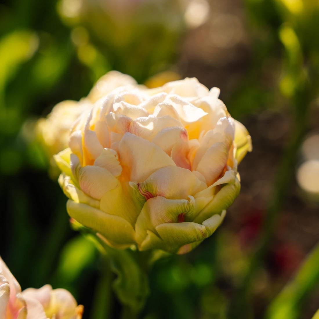 Tulpe 'Wedding Dream'