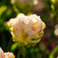 Tulpe 'Wedding Dream'