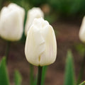 Tulpe 'White Flag'
