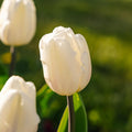 Tulpe 'White Flag'
