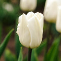 Tulpe 'White Flag'