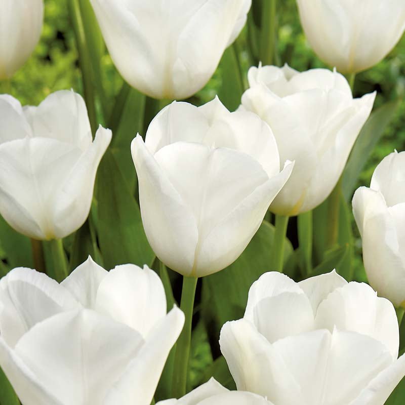 Tulpe 'White Flag'