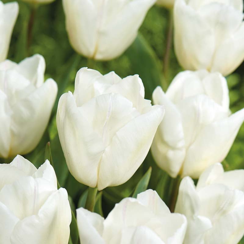 Tulpe 'White Prince'