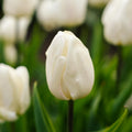 Tulpe 'White Prince'