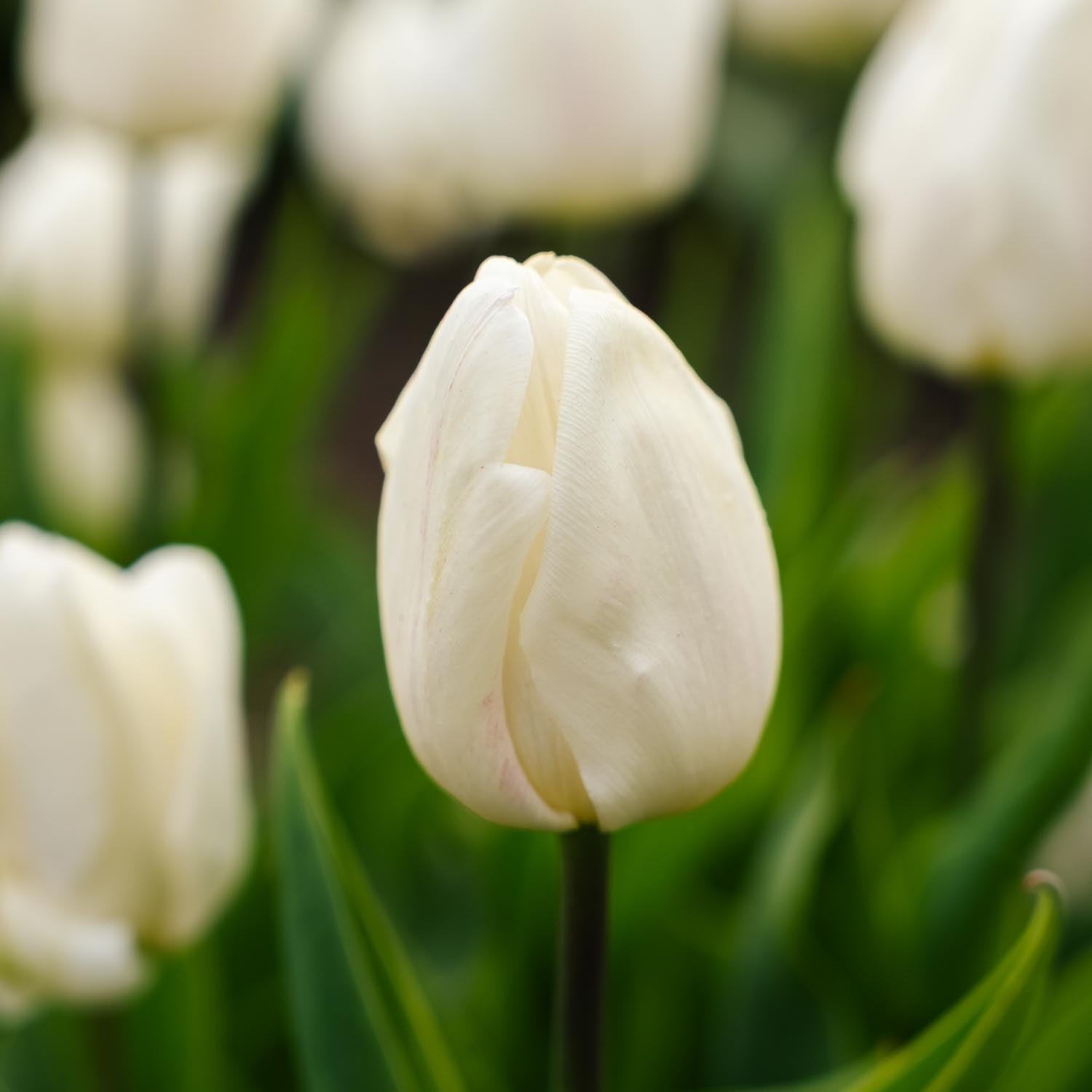 Tulpe 'White Prince'