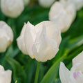 Tulpe 'White Prince'