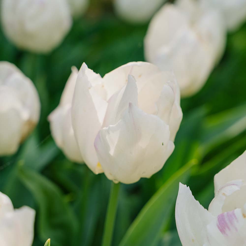 Tulpe 'White Prince'