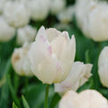 Tulpe 'White Prince'