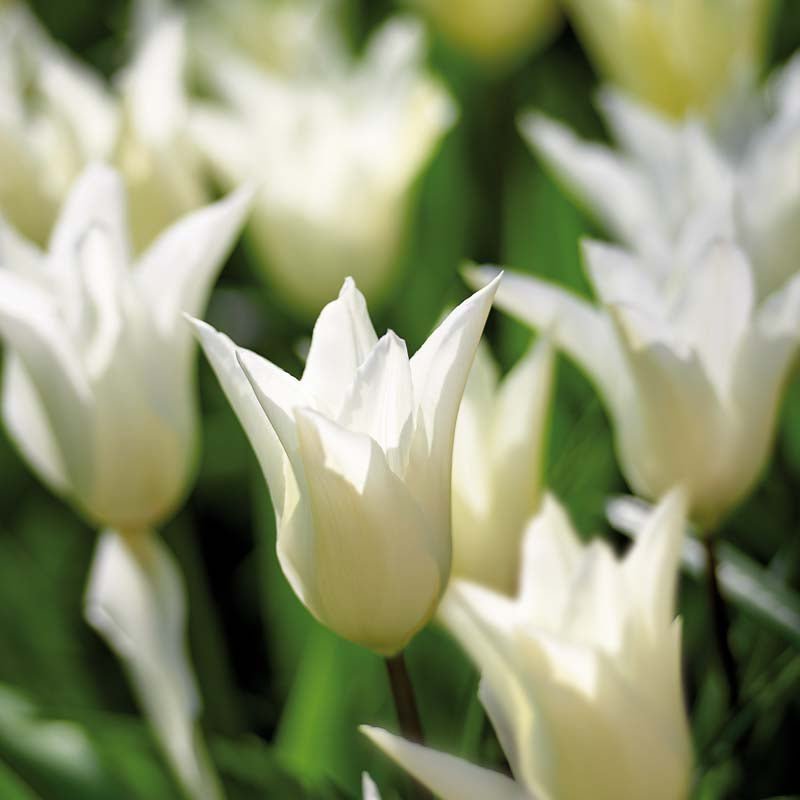 Tulpe 'White Triumphator'