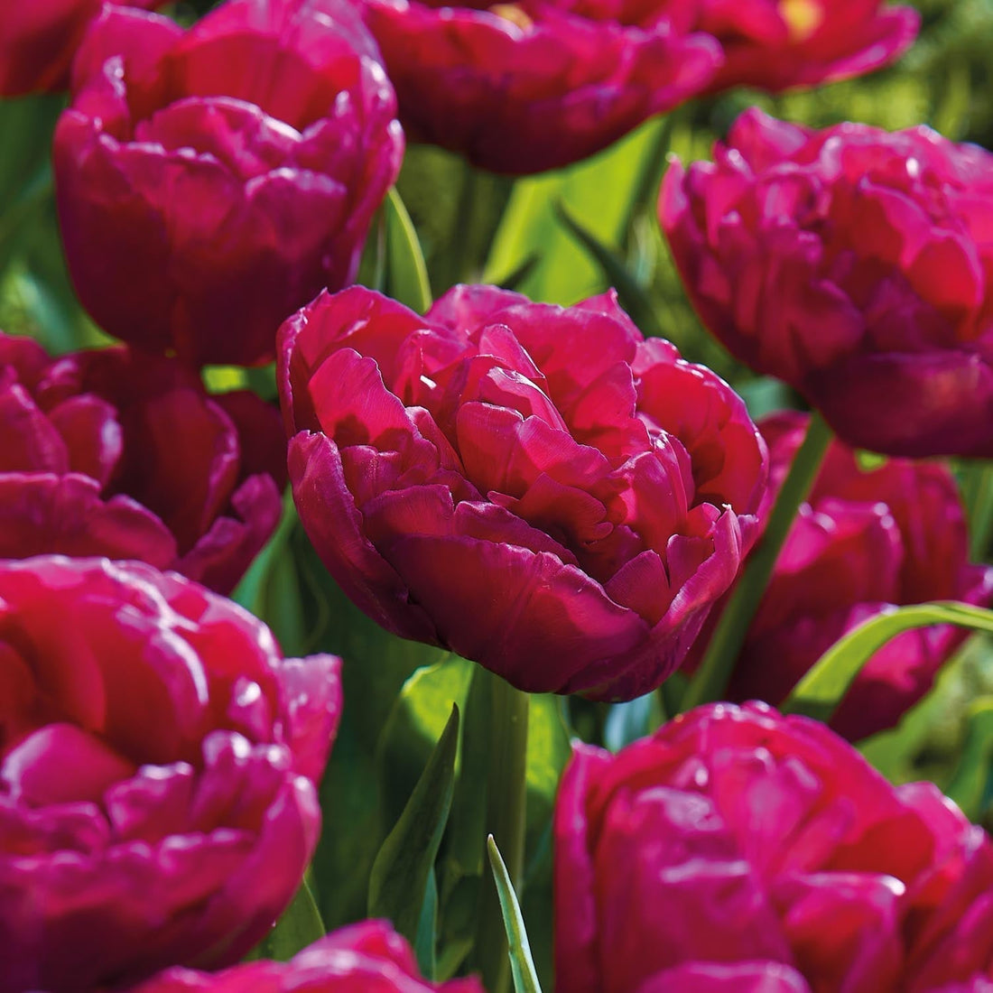 Tulpe 'World Bowl'