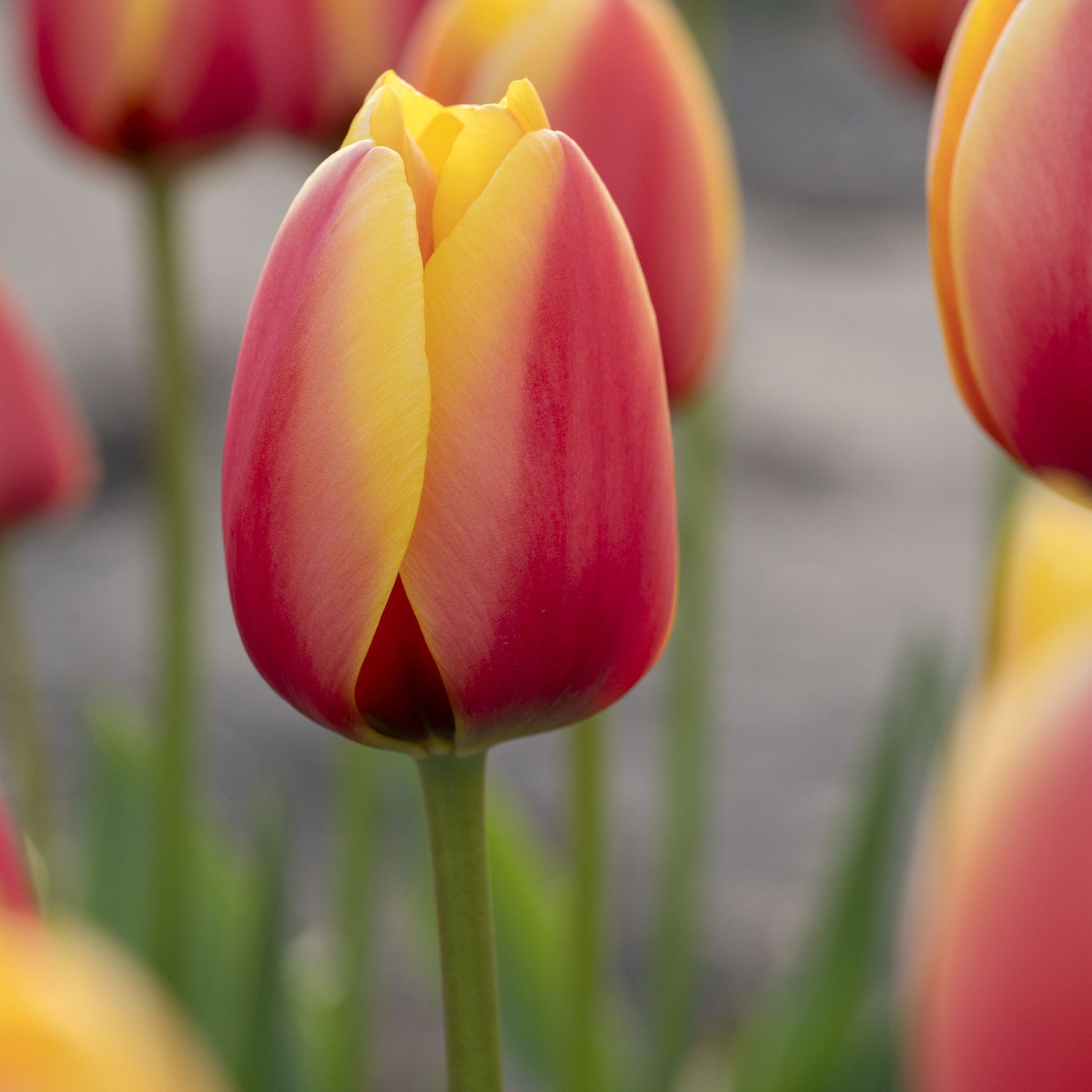 Tulpe 'World Peace'