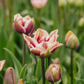 Tulpe 'Wyndham'