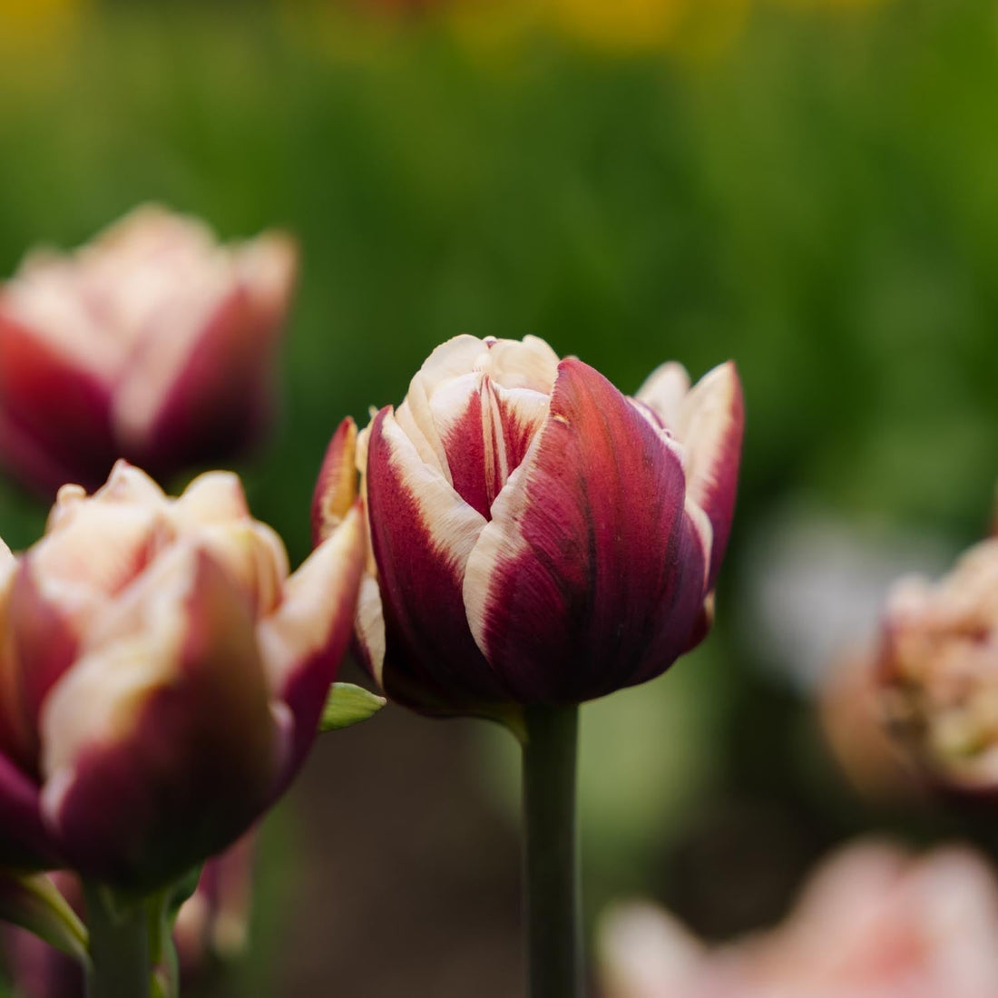 Tulpe 'Wyndham'
