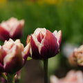 Tulpe 'Wyndham'
