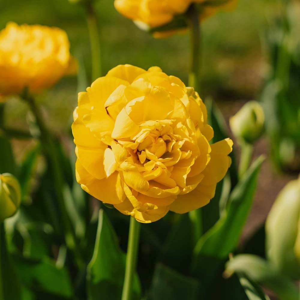 Tulpe 'Yellow Pomponette'