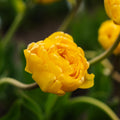 Tulpe 'Yellow Pomponette'
