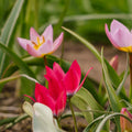 Tulpenmischung 'Botanical Mixed'