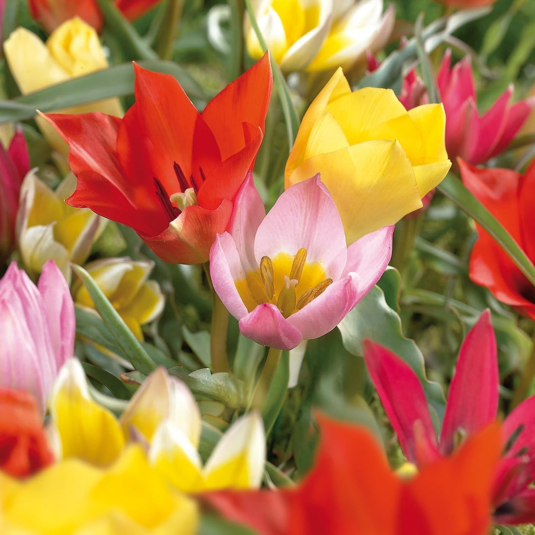 Tulpenmischung 'Botanical Mixed'