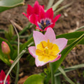 Tulpenmischung 'Botanical Mixed'