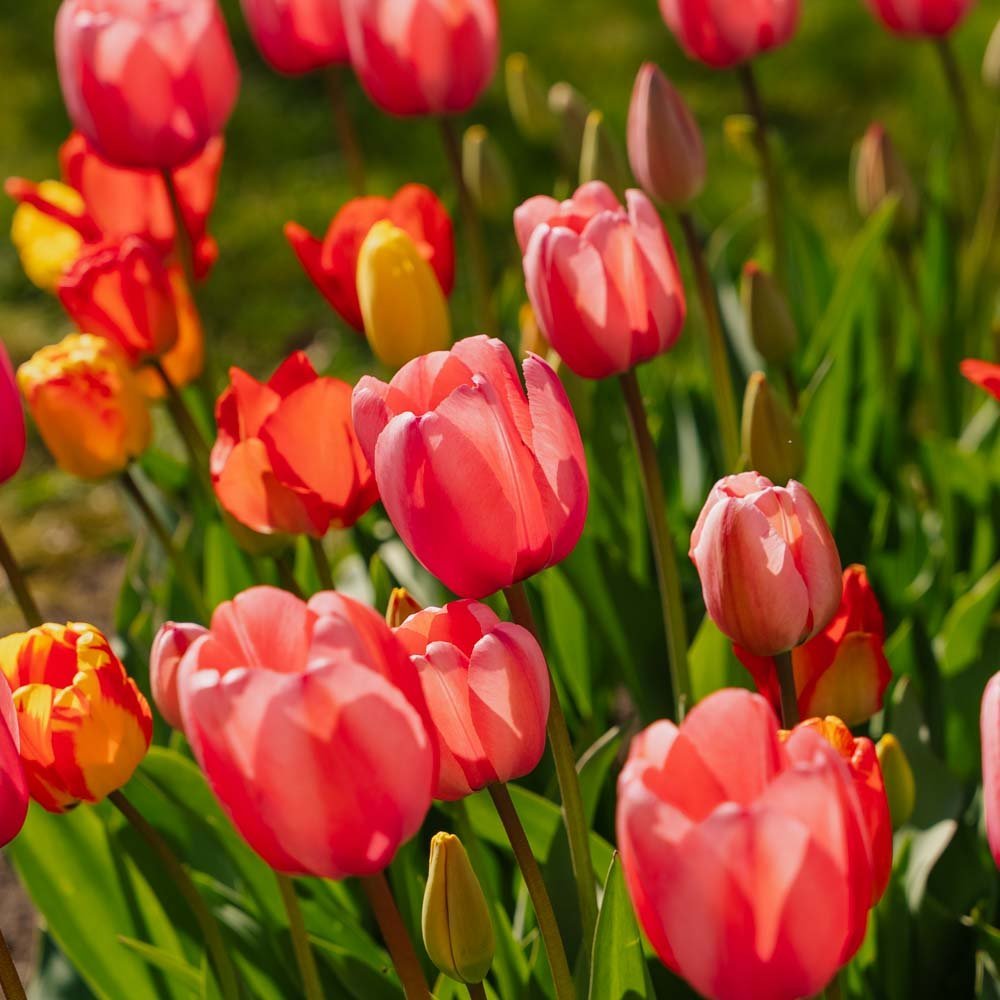 Tulpenmischung 'Darwin Hybrid Mixed'