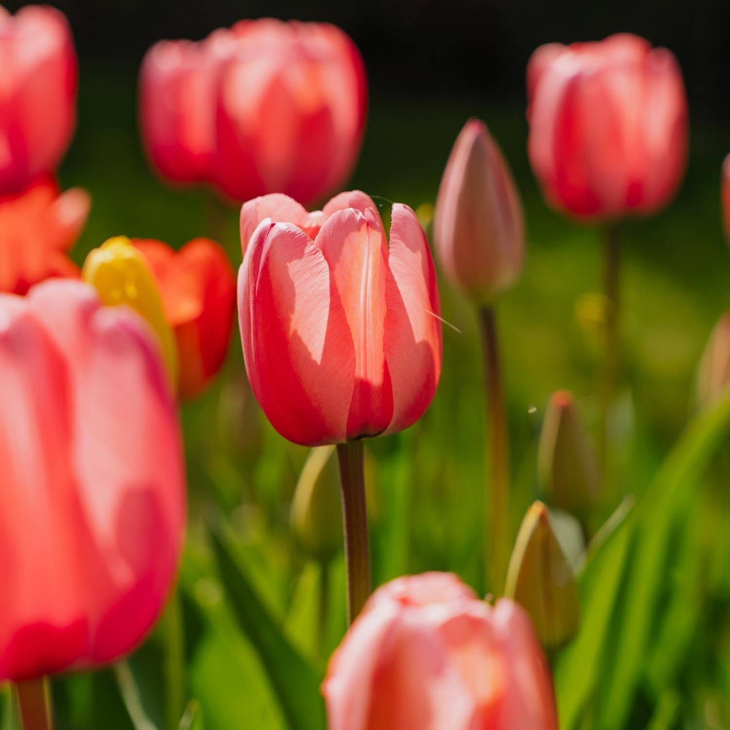Tulpenmischung 'Darwin Hybrid Mixed'