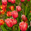 Tulpenmischung 'Darwin Hybrid Mixed'