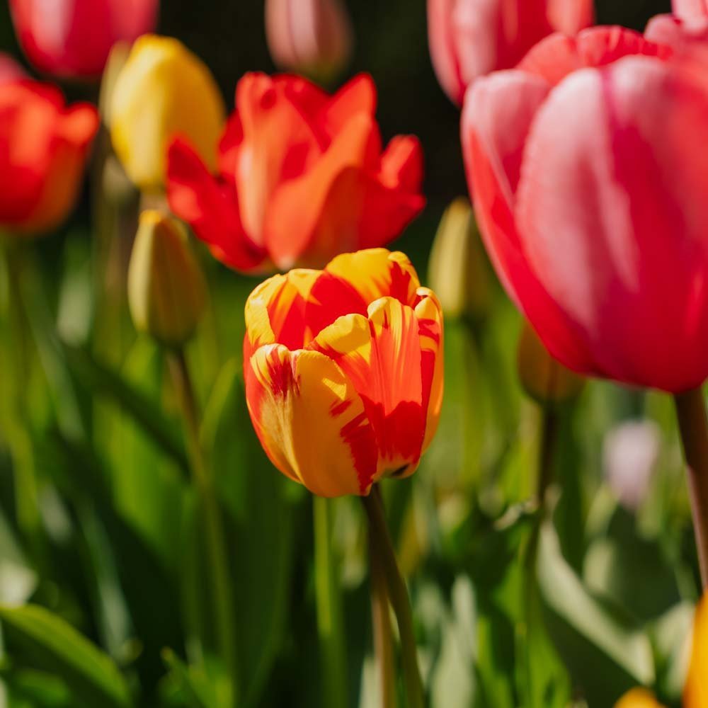 Tulpenmischung 'Darwin Hybrid Mixed'