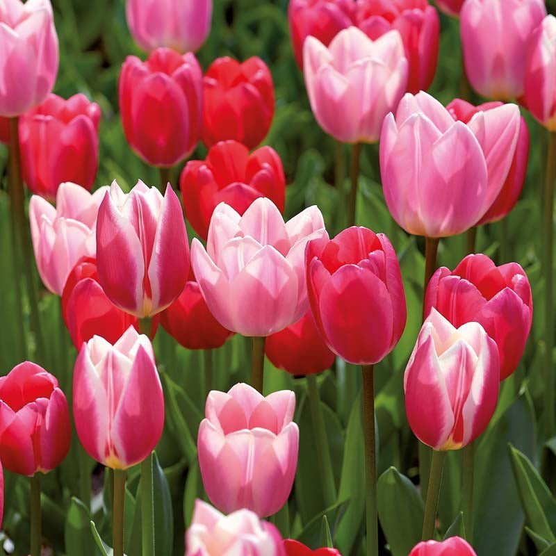 Tulpenmischung 'Delight Mixed'