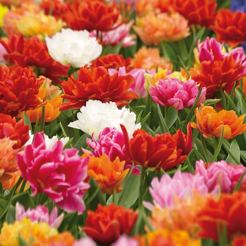 Tulpenmischung 'Double Early Mixed'