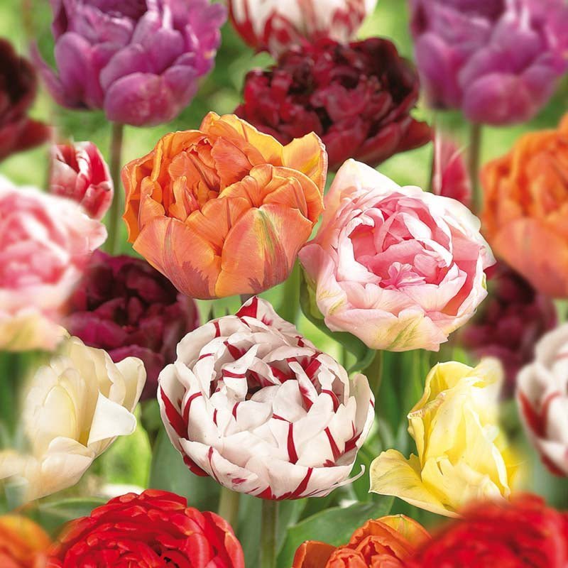 Tulpenmischung 'Double Late Mixed'