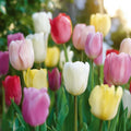 Tulpenmischung 'Easter Basket Mixed'