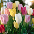 Tulpenmischung 'Easter Basket Mixed'