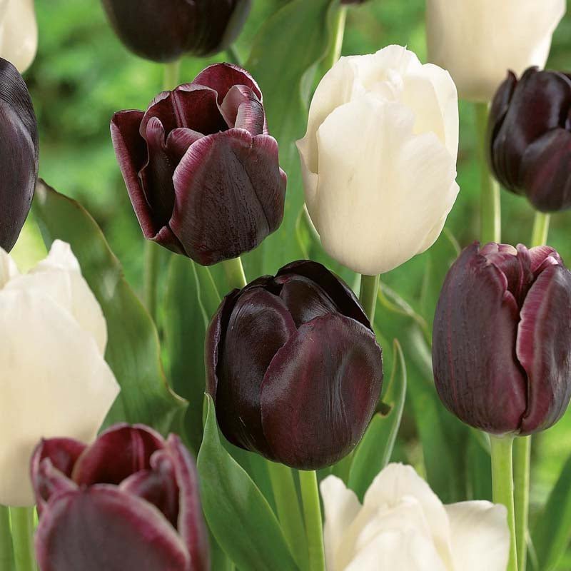Tulpenmischung 'Ebony&Ivory Mixed'