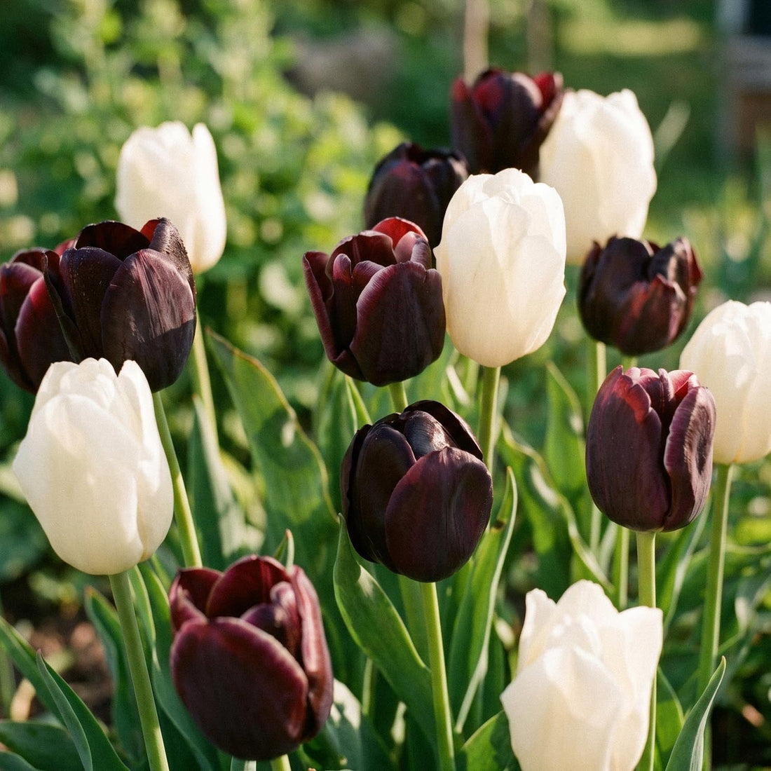 Tulpenmischung 'Ebony&Ivory Mixed'